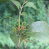 Dendrophthoe neelgherrensis (Wight & Arn.) Tiegh.